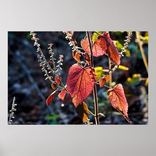 Kleurrijke bladeren in Dusk op het spoor Poster (Voorkant)