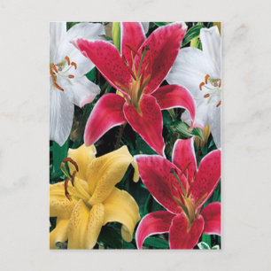 Kleurrijke bloemen Briefkaart