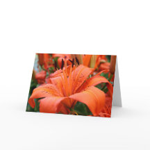 [Kleurrijke Bloemen] de Lelie van de Tijger - Om