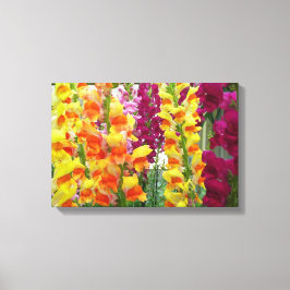 Kleurrijke Bloemen van Leeuwenbekken Canvas Afdruk