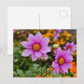 Kleurrijke Blooming Dahlia Bloemen Briefkaart (Voorkant / Achterkant)