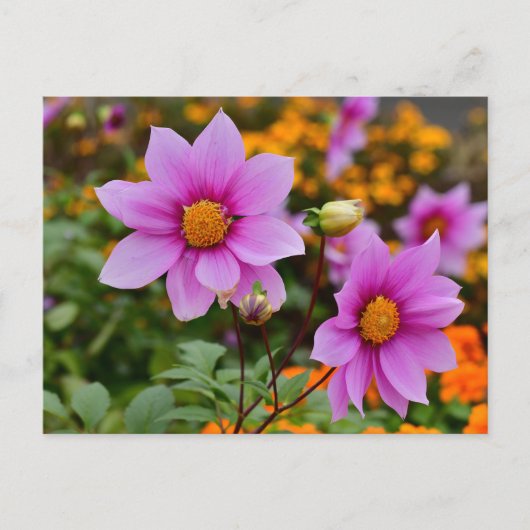 Kleurrijke Blooming Dahlia Bloemen Briefkaart (Voorkant)