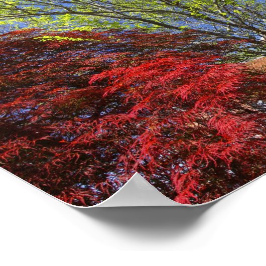 Kleurrijke bomen en Struiken in het voorjaar Poster (Hoek)