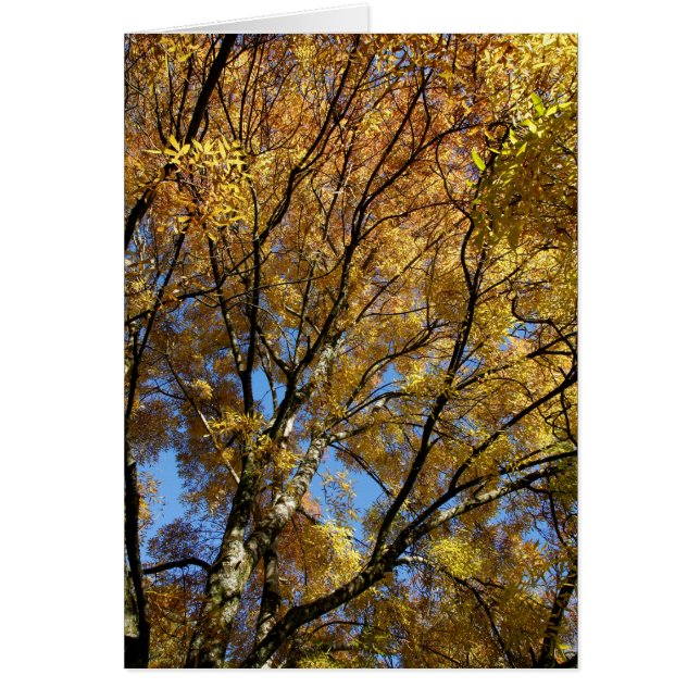 Kleurrijke bomen in de herfst (Voorkant)