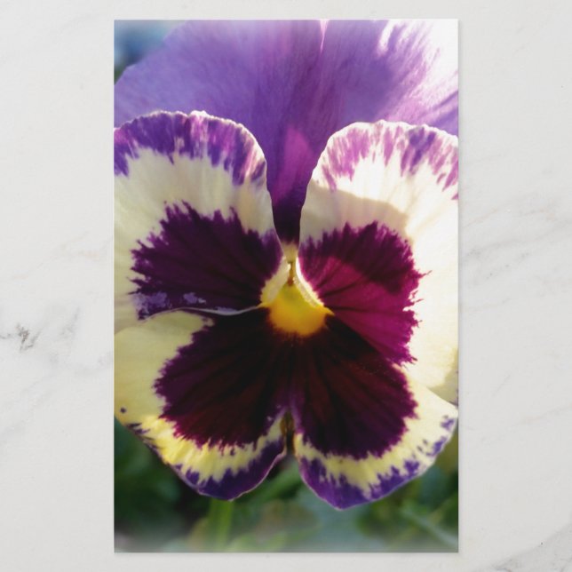 kleurrijke bron Pansy (Voorkant)
