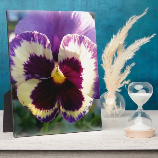 kleurrijke bron Pansy Fotoplaat (Zijkant)