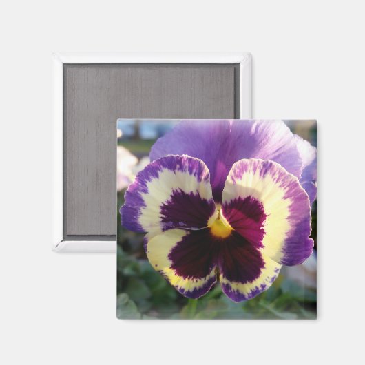 kleurrijke bron Pansy Magneet (Voorkant / Achterkant)
