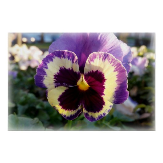 kleurrijke bron Pansy Perfect Poster (Voorkant)