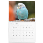 Kleurrijke Budgies Parkiet Vogelliefhebber Kalender (Feb 2026)