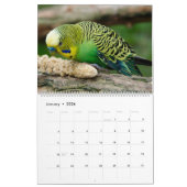 Kleurrijke Budgies Parkiet Vogelliefhebber Kalender (Jan 2026)