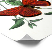 Kleurrijke Butterfly Sketch Art Poster (Hoek)
