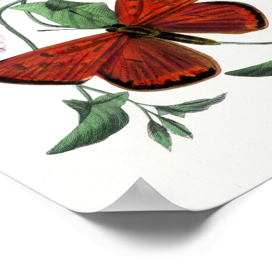 Kleurrijke Butterfly Sketch Art Poster (Hoek)