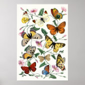 Kleurrijke Butterfly Sketch Art Poster (Voorkant)