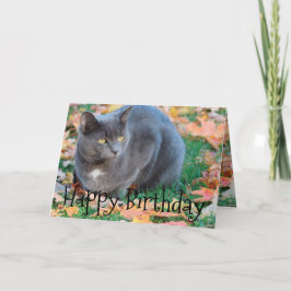 Kleurrijke Cat Kaart