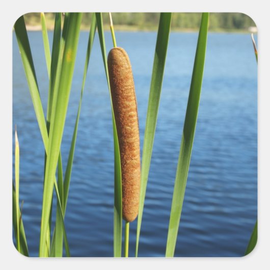 Kleurrijke Cattails Vierkante Sticker (Voorkant)