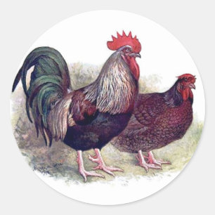 Kleurrijke Chicken Stickers