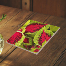 Kleurrijke Coleus Bladeren Bloemrijk Tegeltje