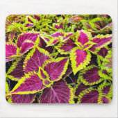 Kleurrijke Coleus bladeren Muismat (Voorkant)