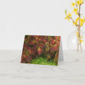"KLEURRIJKE COLEUS" (FOTO) KAART (Gele Bloem)