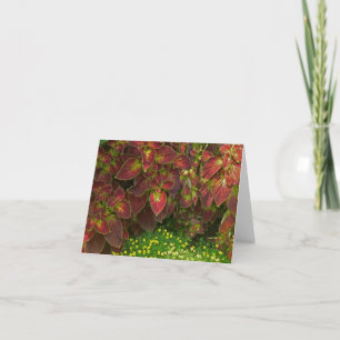 "KLEURRIJKE COLEUS" (FOTO) KAART