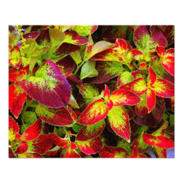 'Kleurrijke Coleus' Fotoprint Foto Afdruk