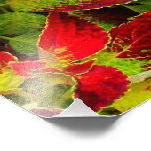 'Kleurrijke Coleus' Fotoprint Foto Afdruk (Hoek)