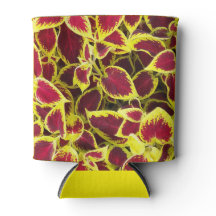 Kleurrijke Coleus Plant Bladeren Bloemrijk