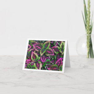 KLEURRIJKE COLEUS PLANT BLADEREN /MAGENTA &GROEN KAART