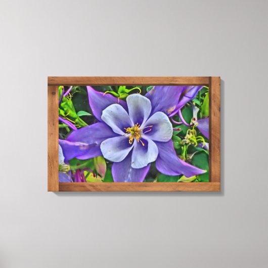 Kleurrijke columbine Colorado bloem canvas kunst (Voorkant)