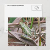 Kleurrijke cricketkikker briefkaart (Voorkant / Achterkant)