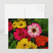 Kleurrijke daisies briefkaart (Voorkant / Achterkant)