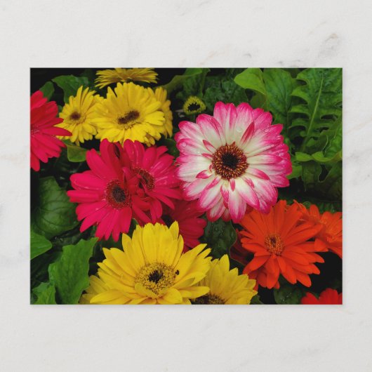 Kleurrijke daisies briefkaart (Voorkant)