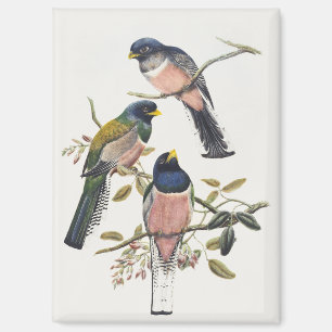Kleurrijke Drie Trogons Geplaatst op Tak Vintage V Magneet