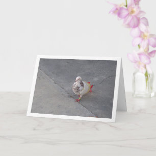 Kleurrijke Duif bij San Miguel Klooster Kaart