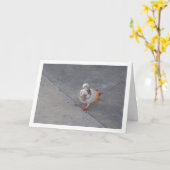 Kleurrijke duif in het klooster van San Miguel Kaart (Gele Bloem)