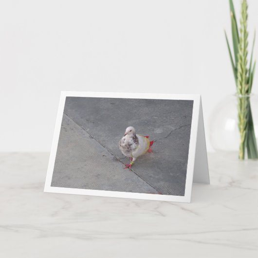 Kleurrijke duif in het klooster van San Miguel Kaart (Voorkant)