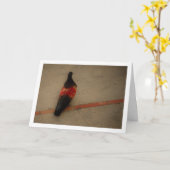 Kleurrijke duif in het klooster van San Miguel Kaart (Gele Bloem)