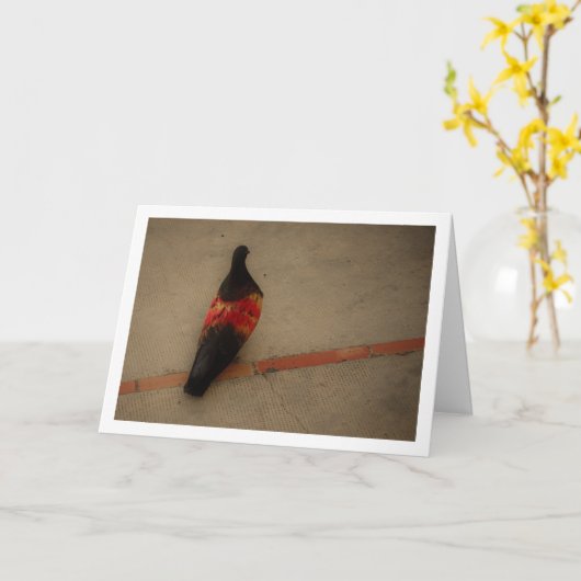 Kleurrijke duif in het klooster van San Miguel Kaart (Gele Bloem)