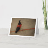 Kleurrijke duif in het klooster van San Miguel Kaart (Voorkant)