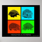 Kleurrijke egel en Echidna Poster (Voorkant)