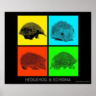 Kleurrijke egel en Echidna Poster