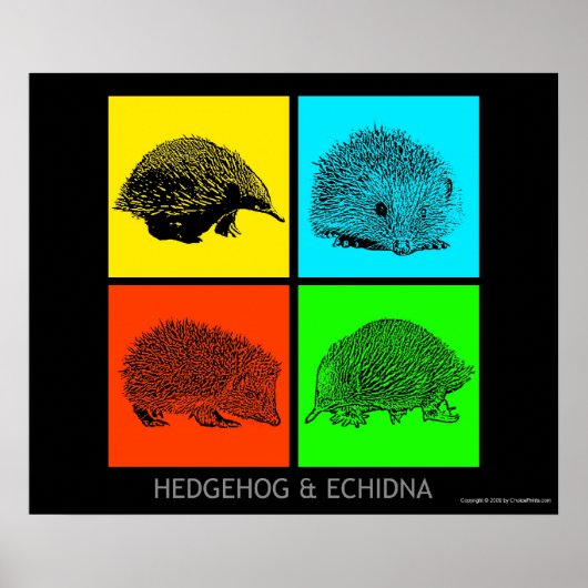 Kleurrijke egel en Echidna Poster (Voorkant)