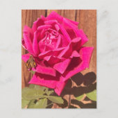 Kleurrijke Elegante Roze Bloemen Roze Bloem Briefkaart (Voorkant)