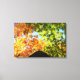 Kleurrijke esdoorn boomtoppen canvas afdruk