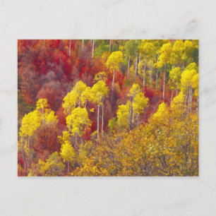 Kleurrijke espes in Logan Canyon Utah in de 2 Briefkaart