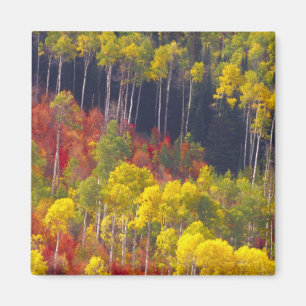 Kleurrijke espes in Logan Canyon Utah in de Magneet