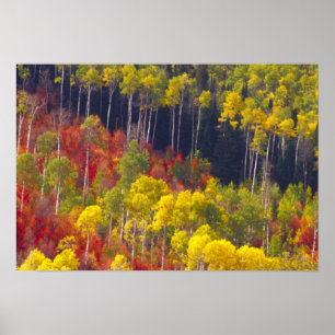 Kleurrijke espes in Logan Canyon Utah in de Poster