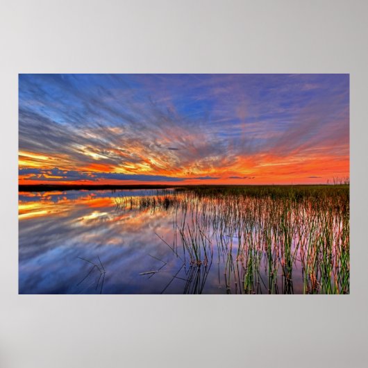 Kleurrijke Everglades, Florida, Poster (Voorkant)
