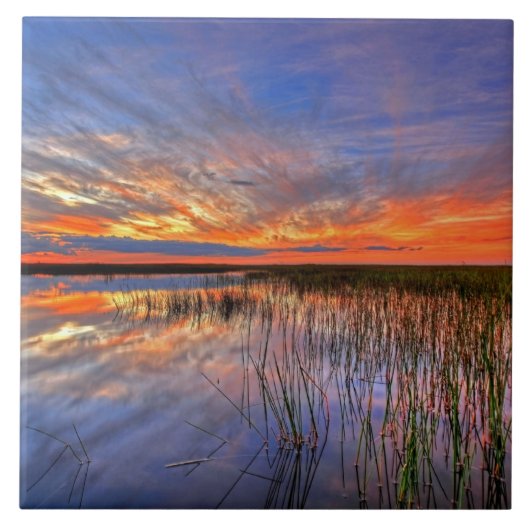 Kleurrijke Everglades, Florida, Tegeltje (Voorkant)