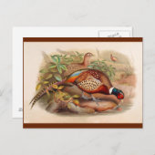 Kleurrijke fazant briefkaart (Voorkant / Achterkant)